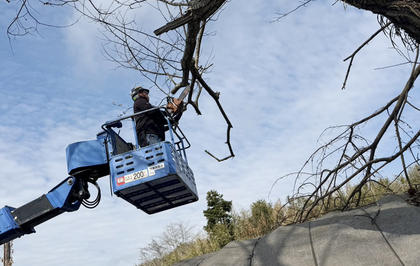 庭木・植栽の整理