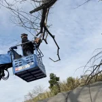 栗の木を伐採しました！伸び切った庭木・植栽の整理もお任せください